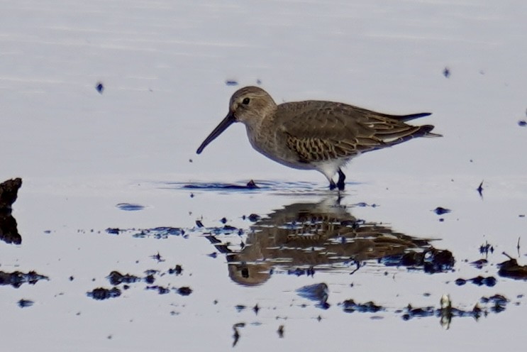 Dunlin - ML643907951