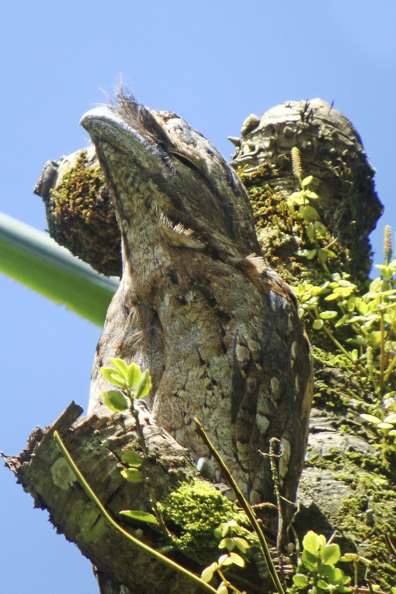 Papuan Frogmouth - ML643907952