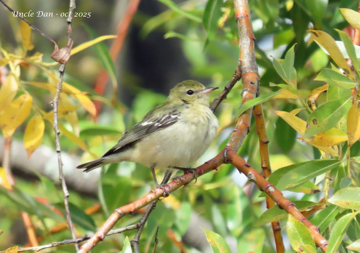 Bay-breasted Warbler - ML643907953