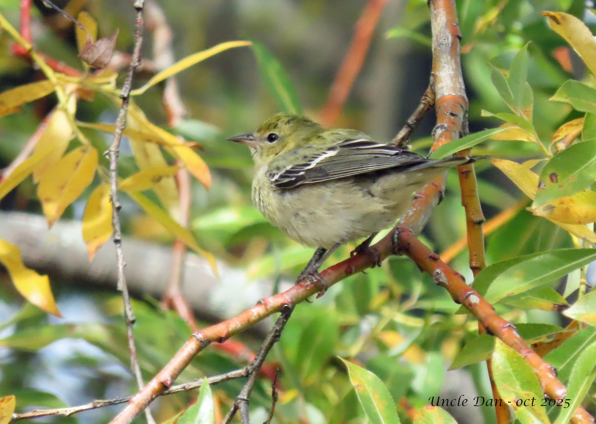 Bay-breasted Warbler - ML643907954