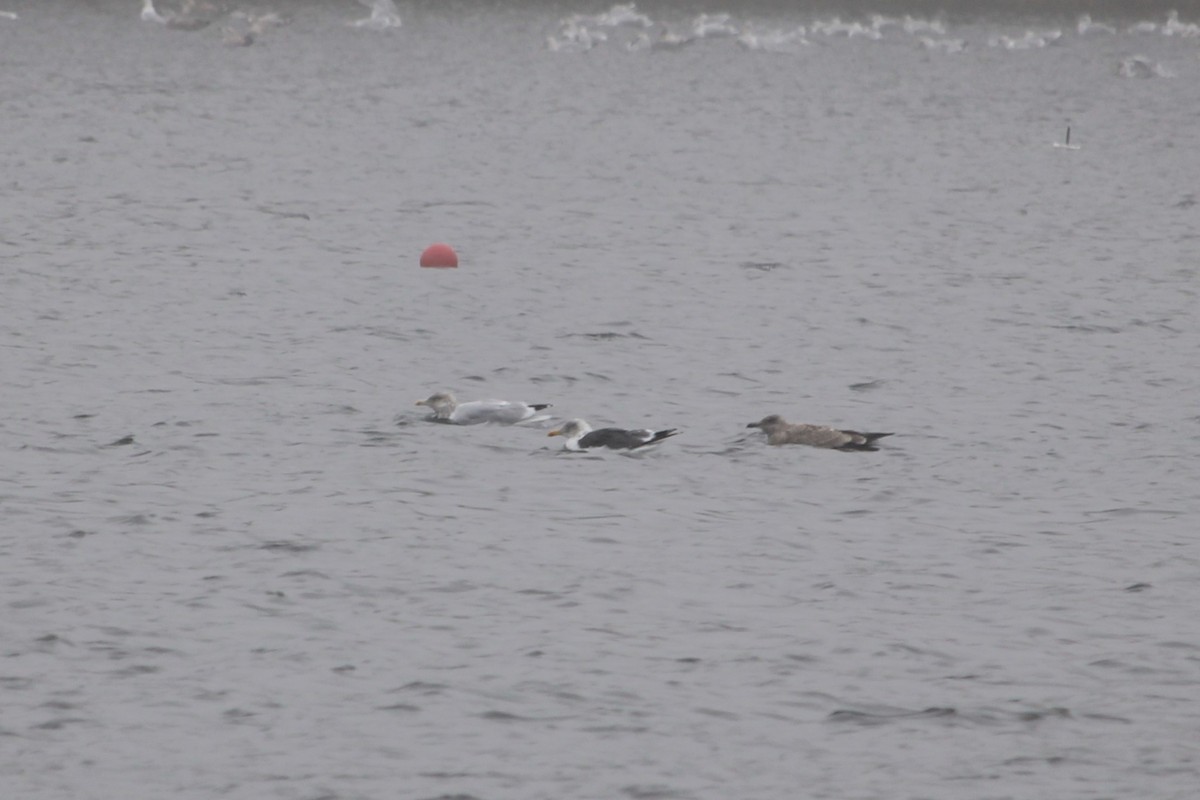 Lesser Black-backed Gull - ML643907989