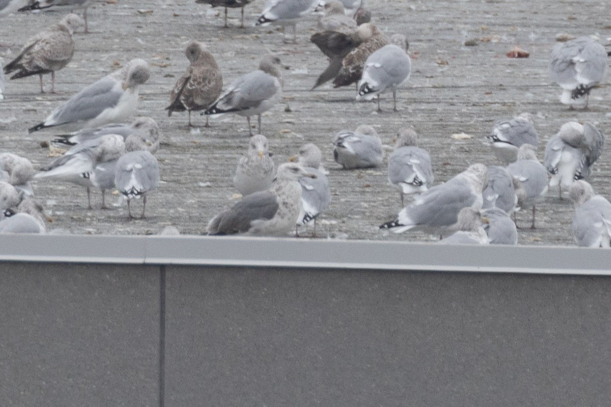 American Herring x Great Black-backed Gull (hybrid) - ML643907996
