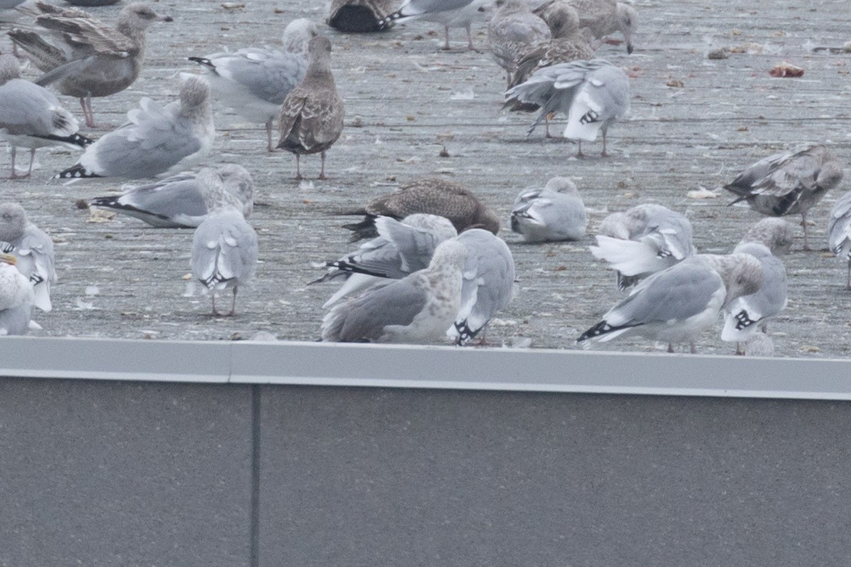 American Herring x Great Black-backed Gull (hybrid) - ML643907997
