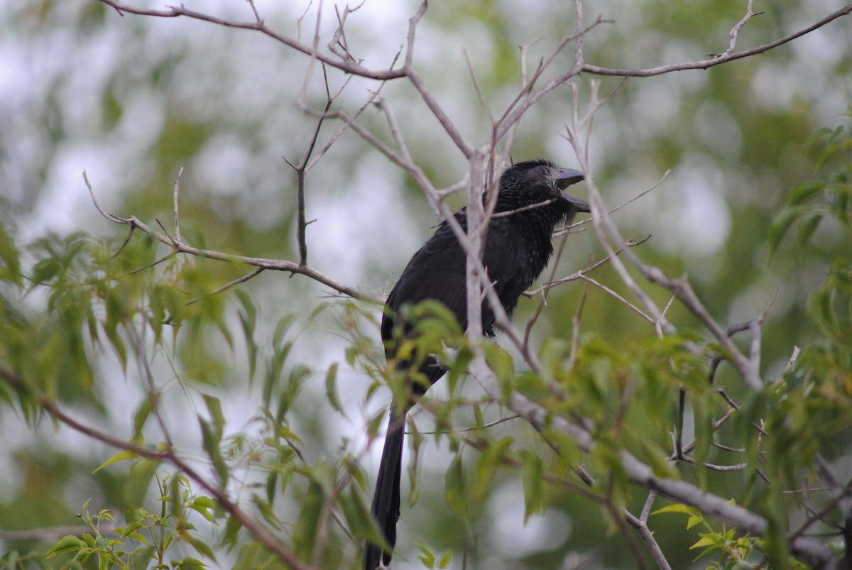 Smooth-billed Ani - Luis Sibira