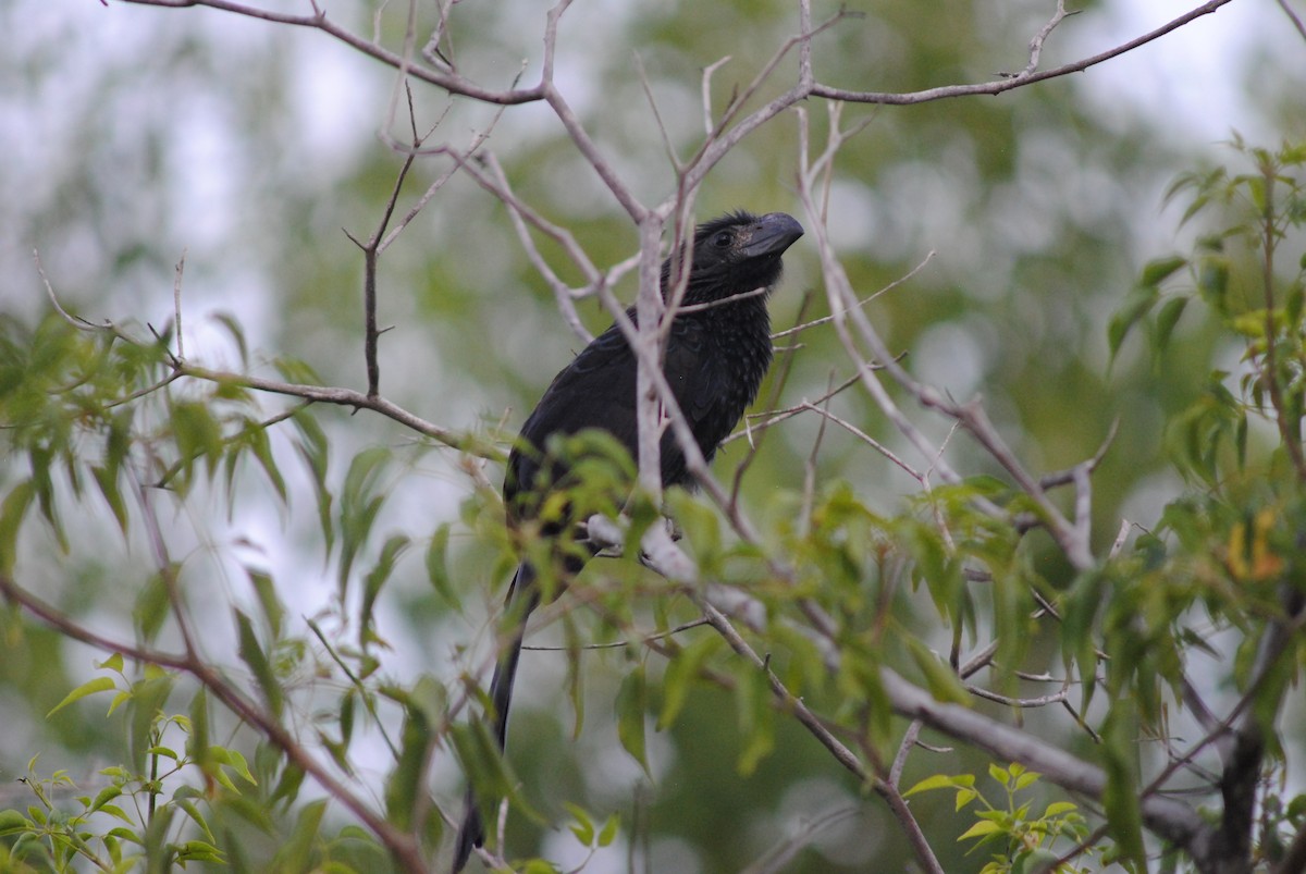 Smooth-billed Ani - Luis Sibira