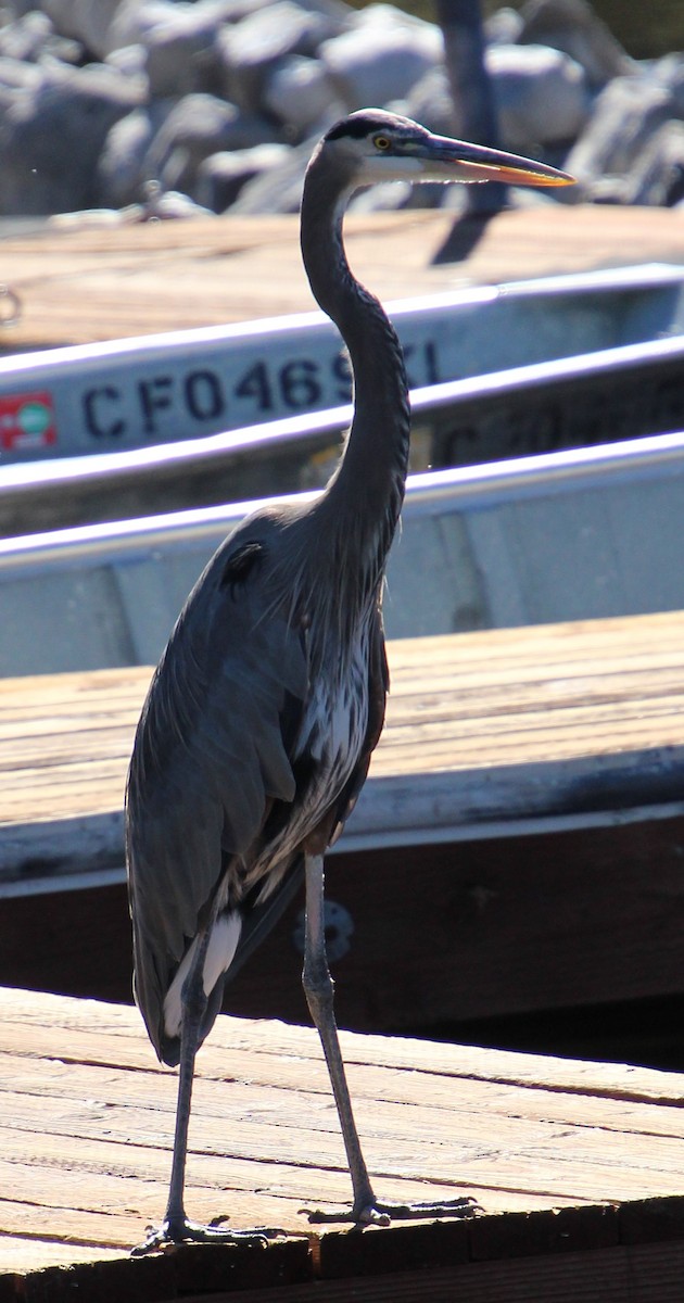 Great Blue Heron - ML643908055
