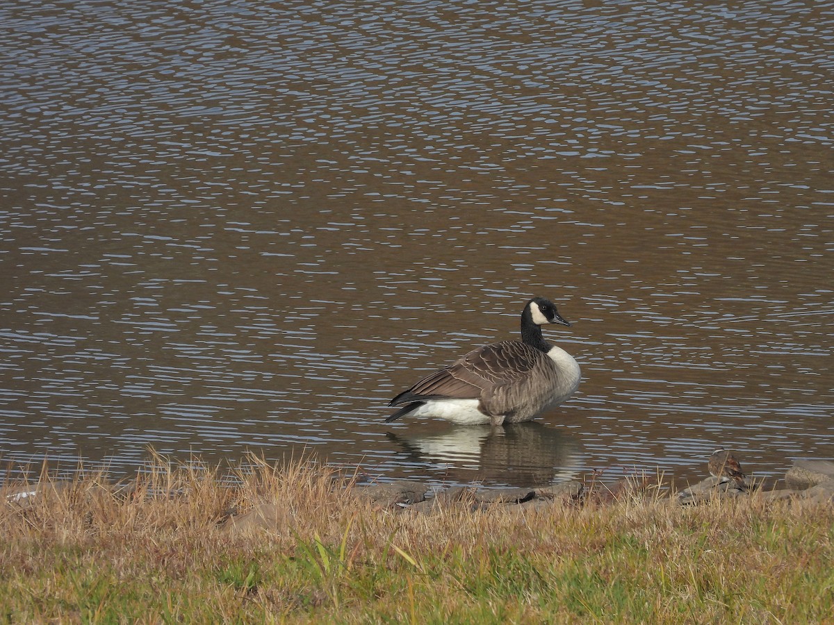 Canada Goose - ML643908067