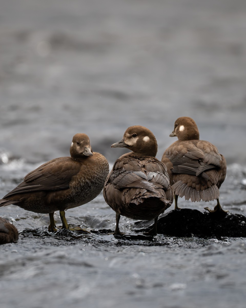 Harlequin Duck - ML643908068