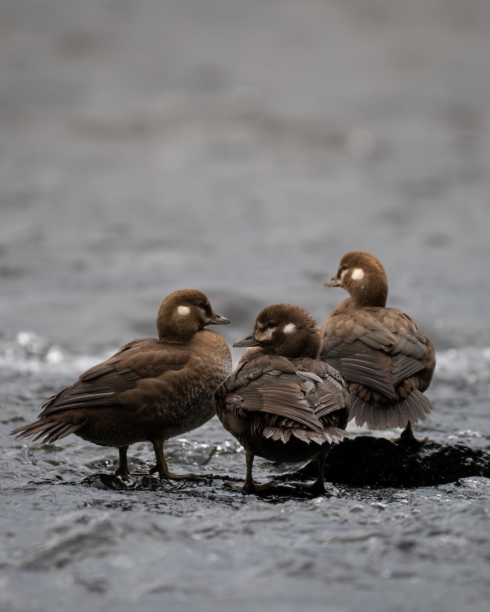 Harlequin Duck - ML643908069