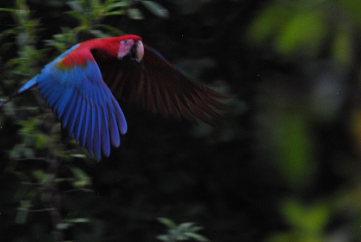 Red-and-green Macaw - ML643908070