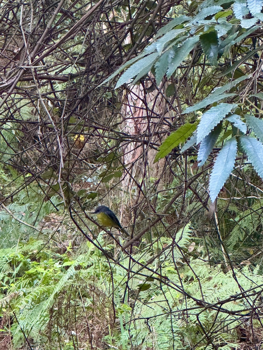 Eastern Yellow Robin - ML643908089