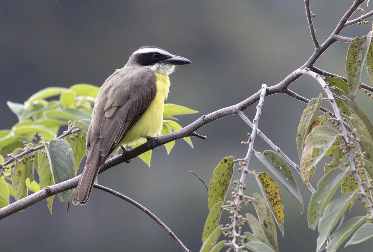 Boat-billed Flycatcher - ML643908091