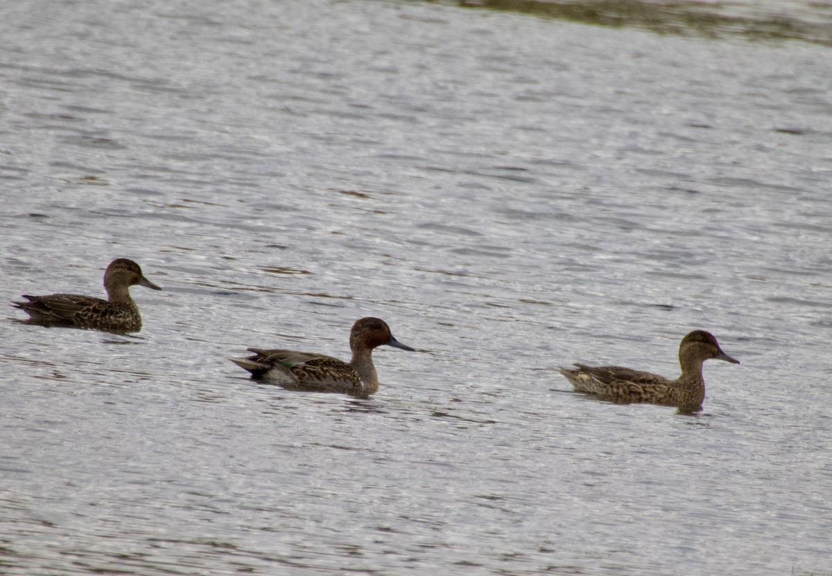 小水鴨 - ML643908100
