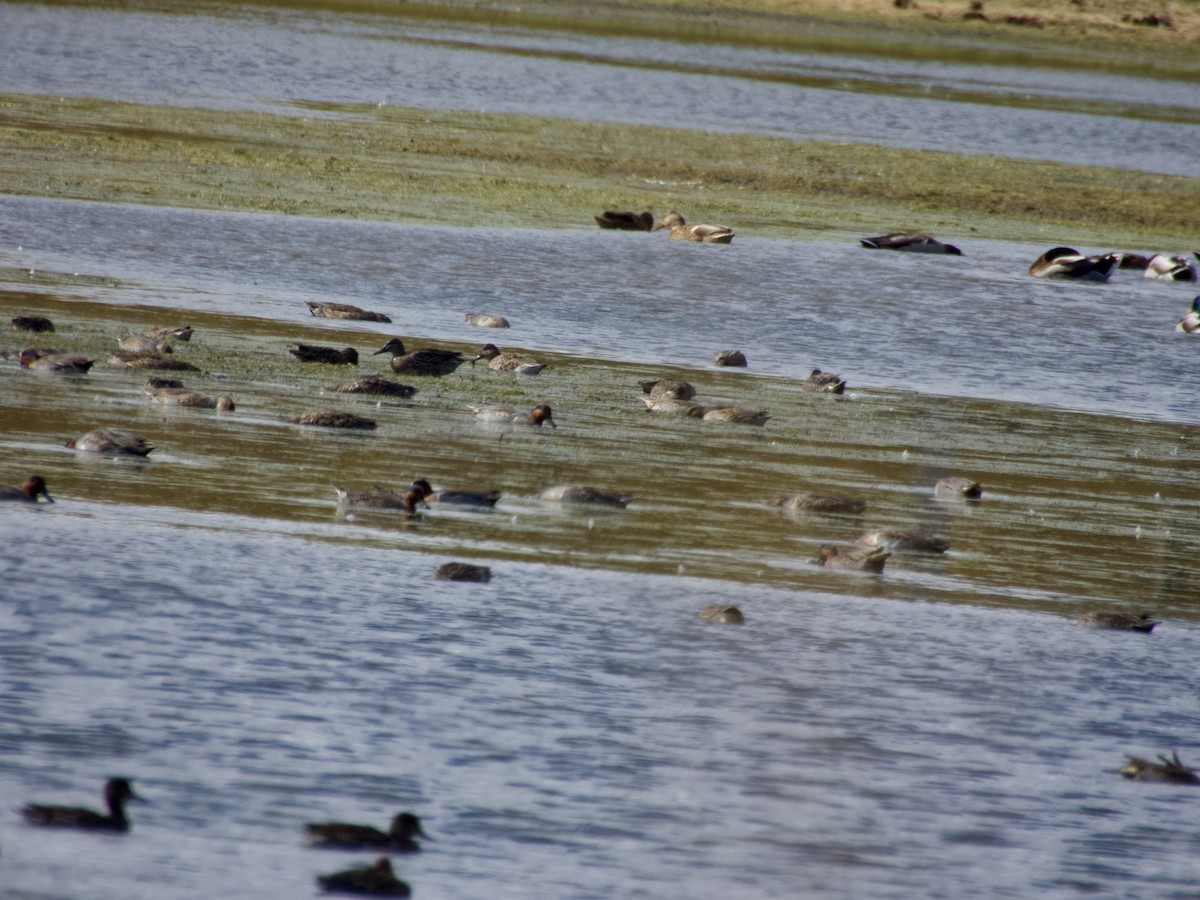 小水鴨 - ML643908101