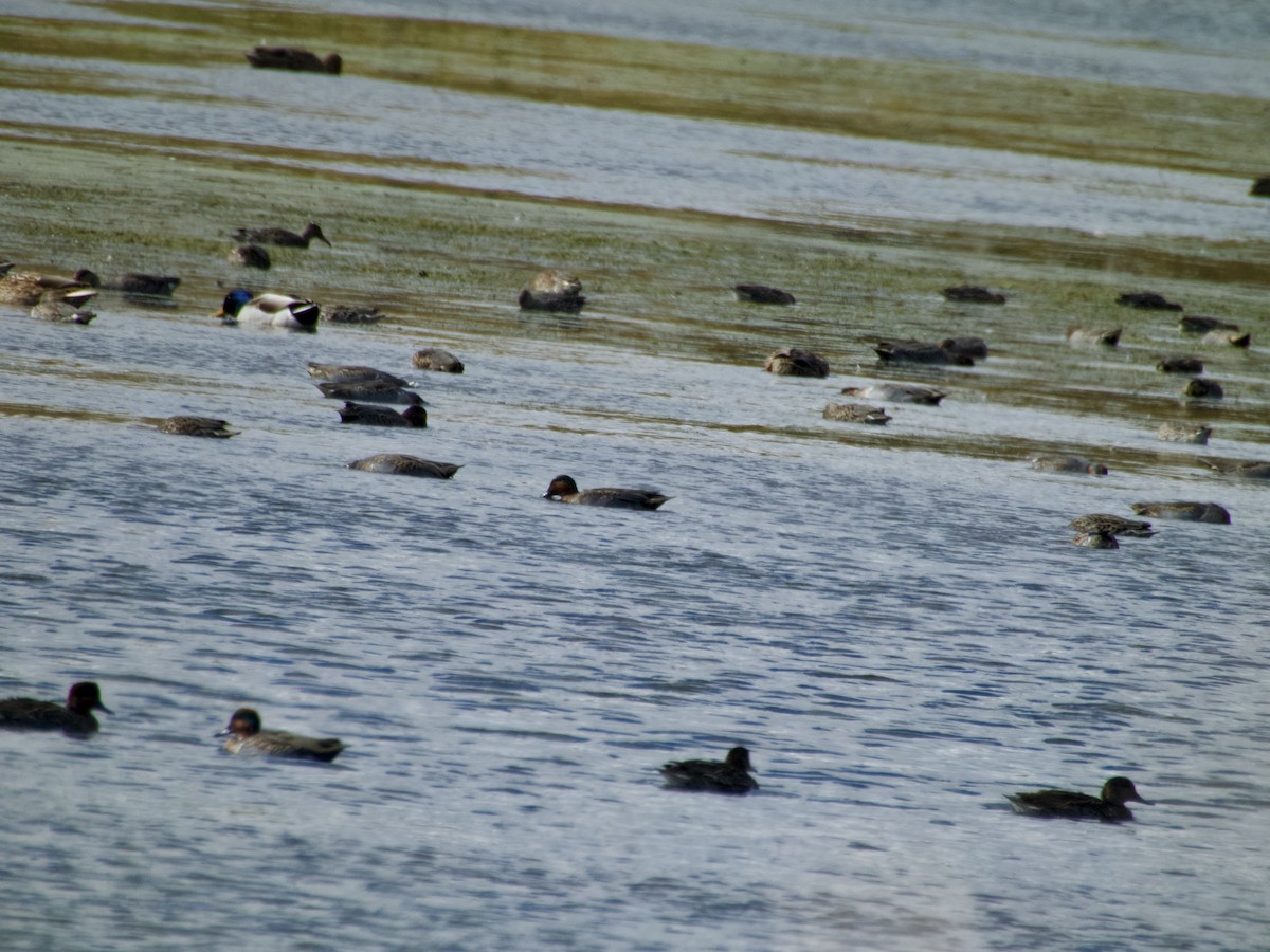 小水鴨 - ML643908102