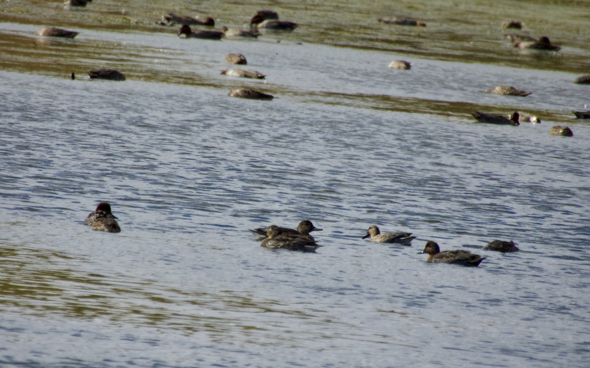 小水鴨 - ML643908103