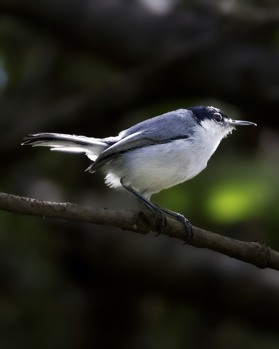 mayamyggsmett - ML643908119