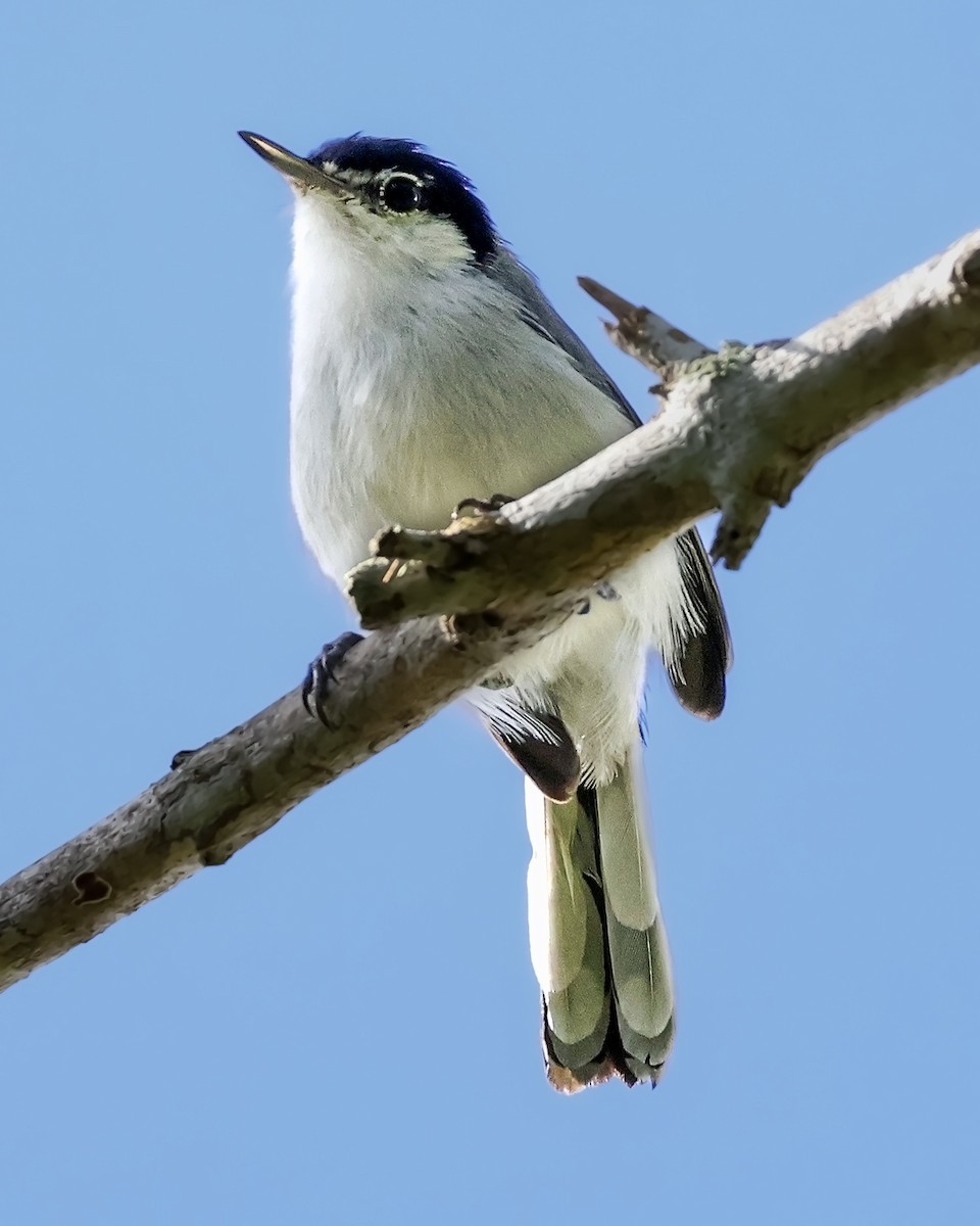 mayamyggsmett - ML643908120