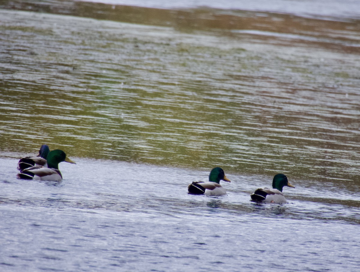 綠頭鴨 - ML643908122