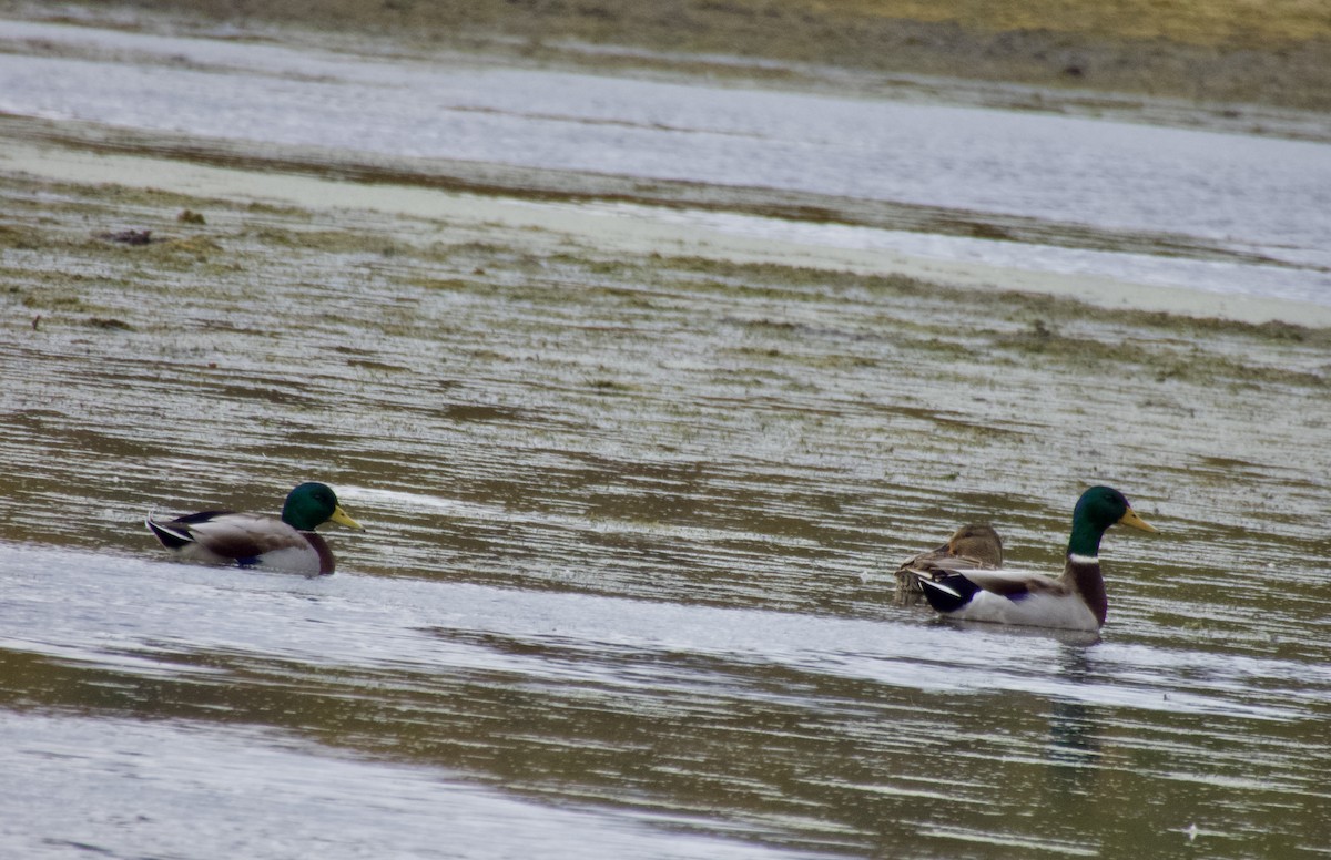 綠頭鴨 - ML643908123