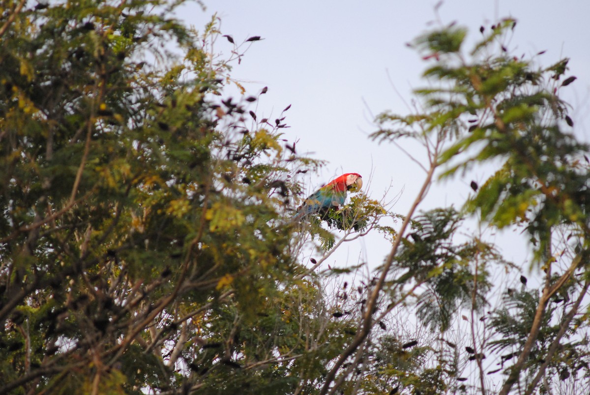 Red-and-green Macaw - ML643908124