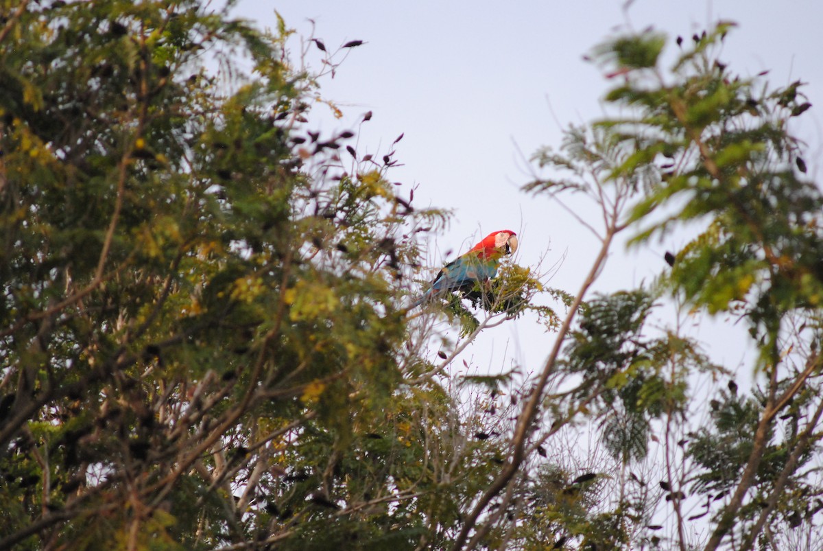 Red-and-green Macaw - ML643908125