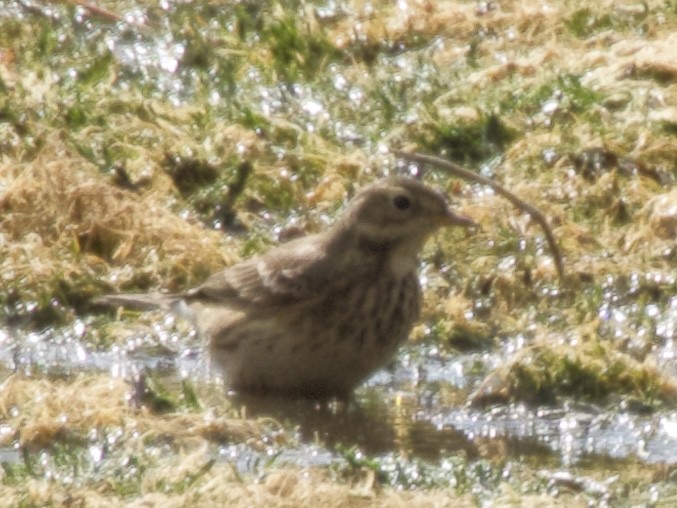 American Pipit - ML643908135