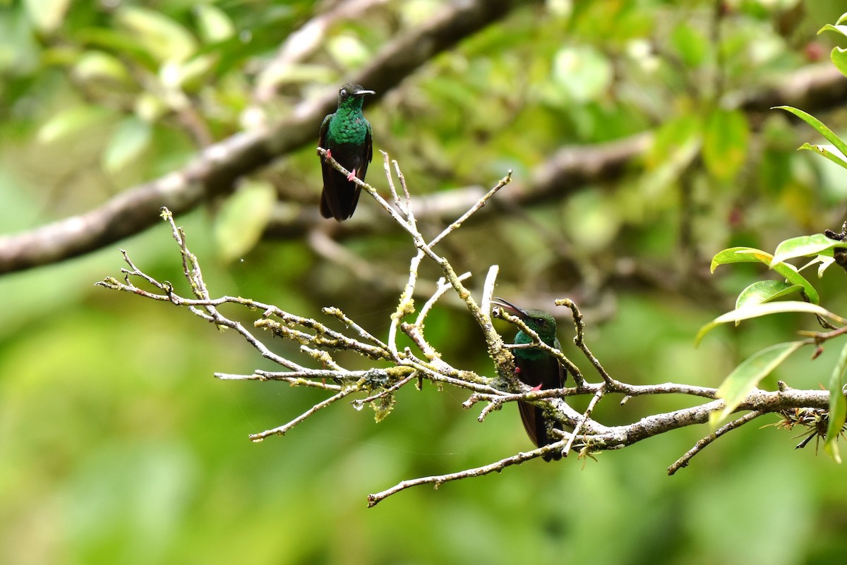 Bronze-tailed Plumeleteer - ML643908137