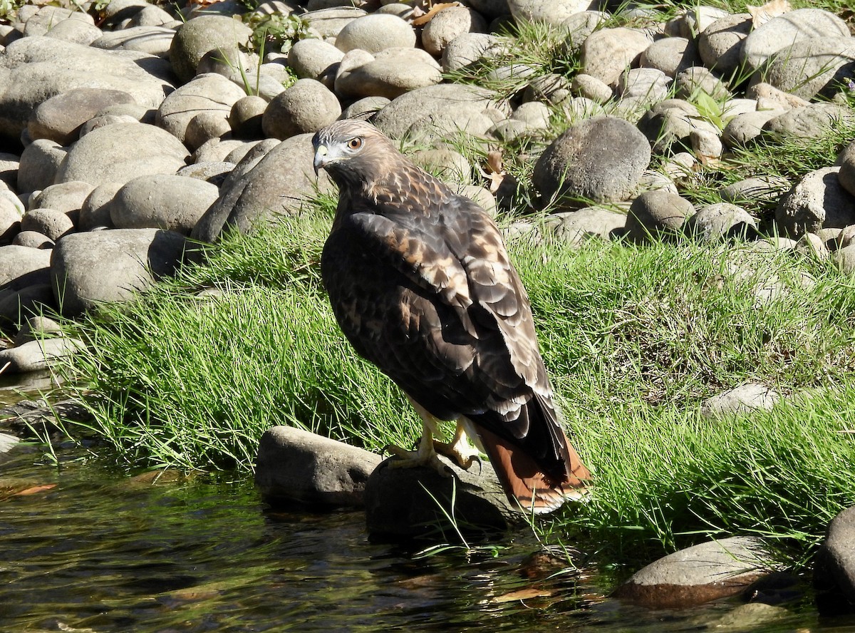 eBird Checklist - 21 Oct 2025 - Wheat Ridge Greenbelt - 18 species (+1 ...