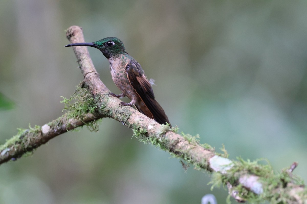Fawn-breasted Brilliant - ML643908176