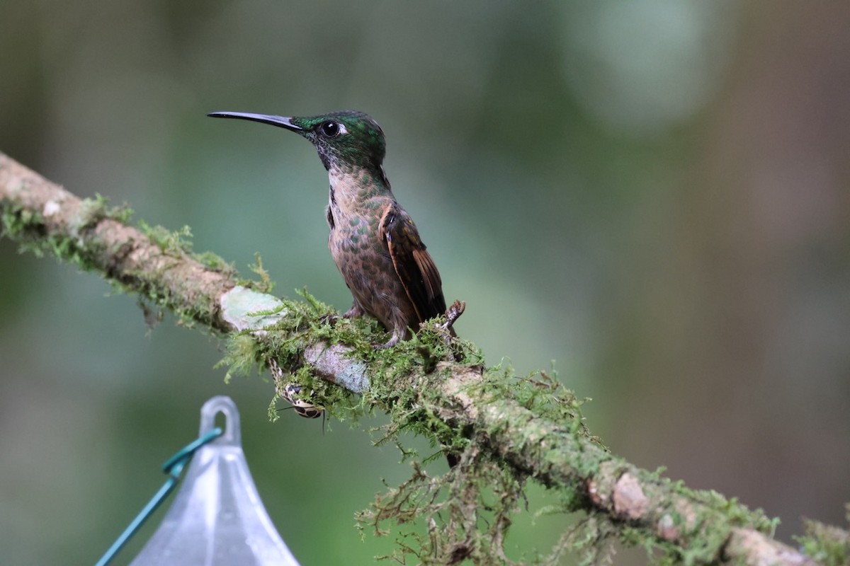 Fawn-breasted Brilliant - ML643908177