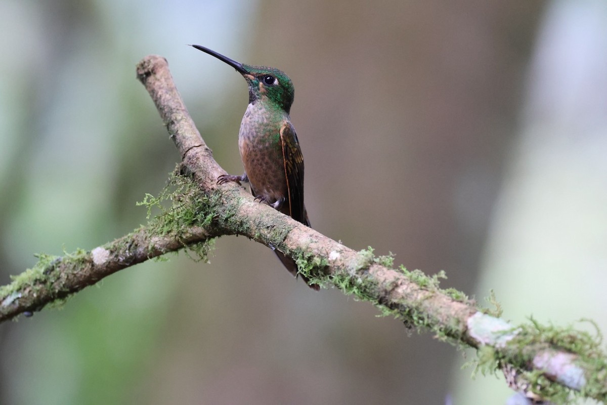 Fawn-breasted Brilliant - ML643908178
