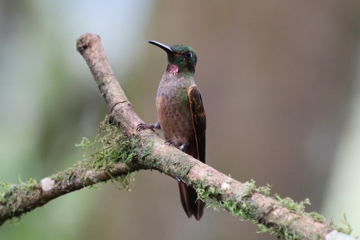 Fawn-breasted Brilliant - ML643908179
