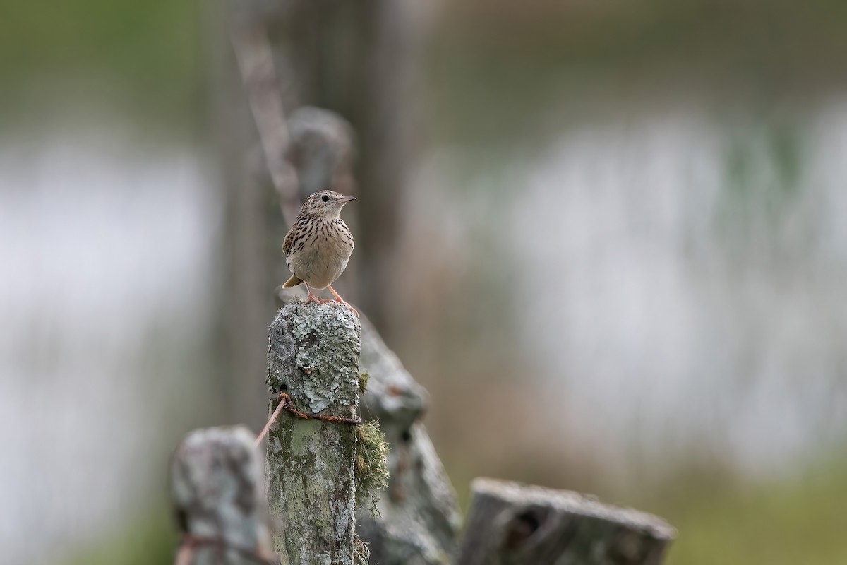Hellmayr's Pipit - ML643908186