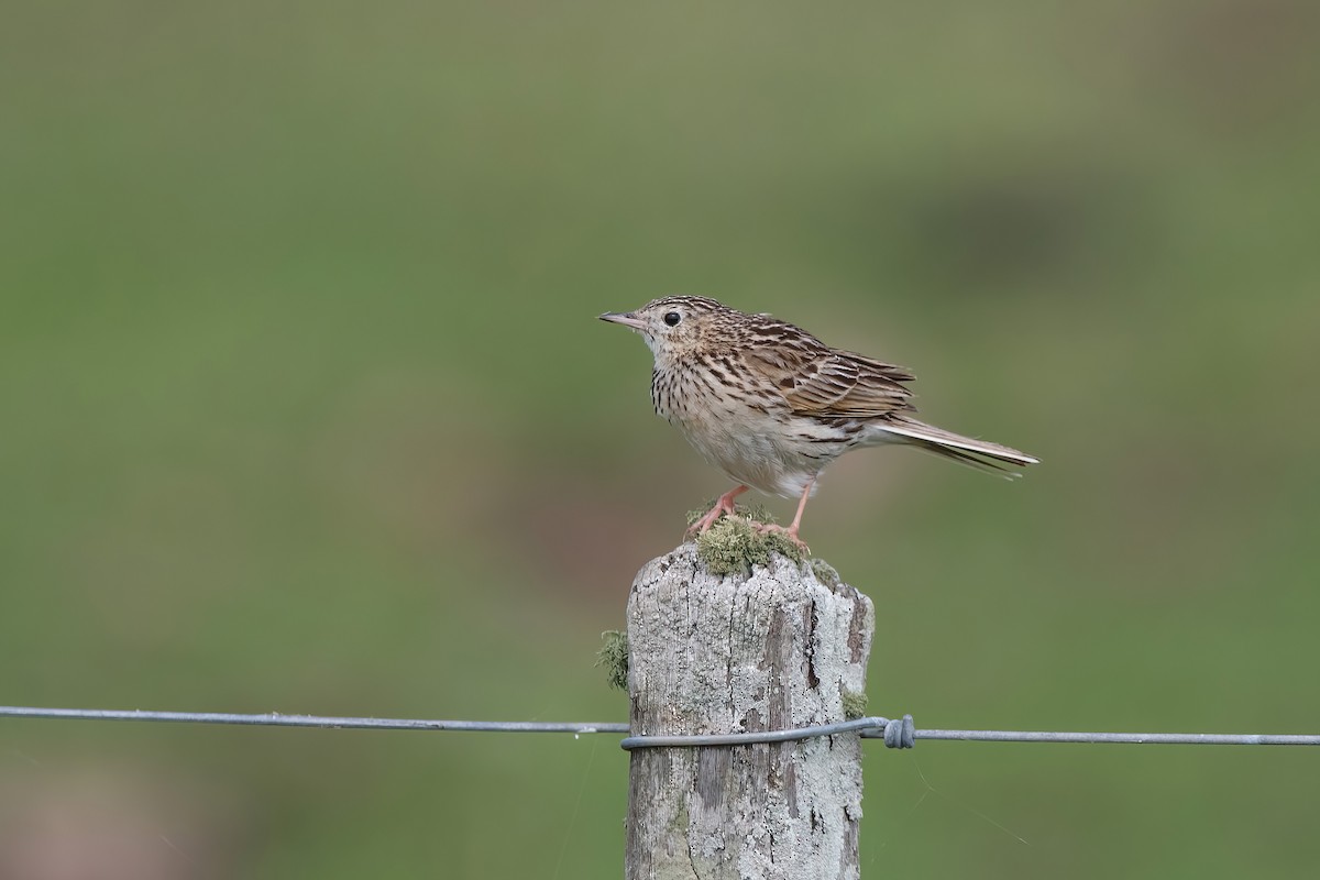 Hellmayr's Pipit - ML643908187