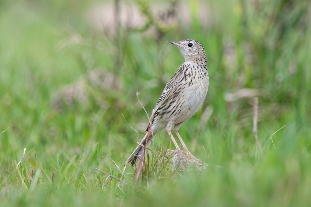 Hellmayr's Pipit - ML643908188