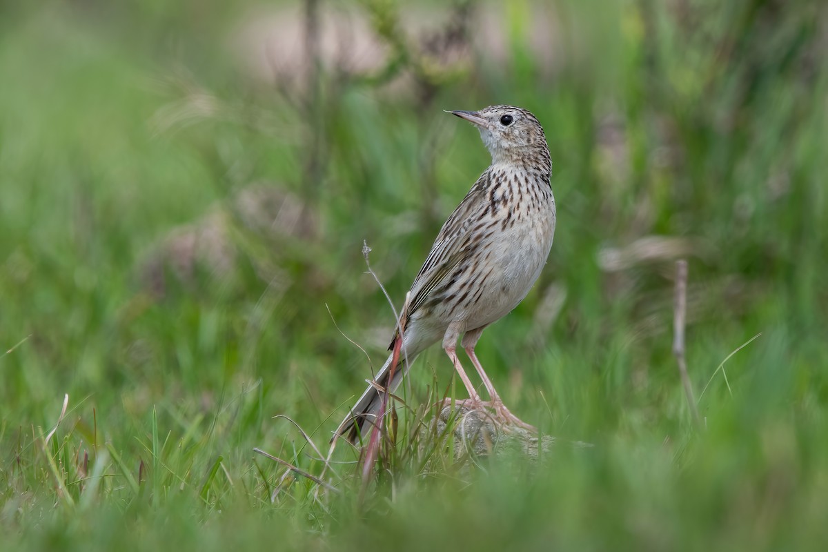 Hellmayr's Pipit - ML643908189