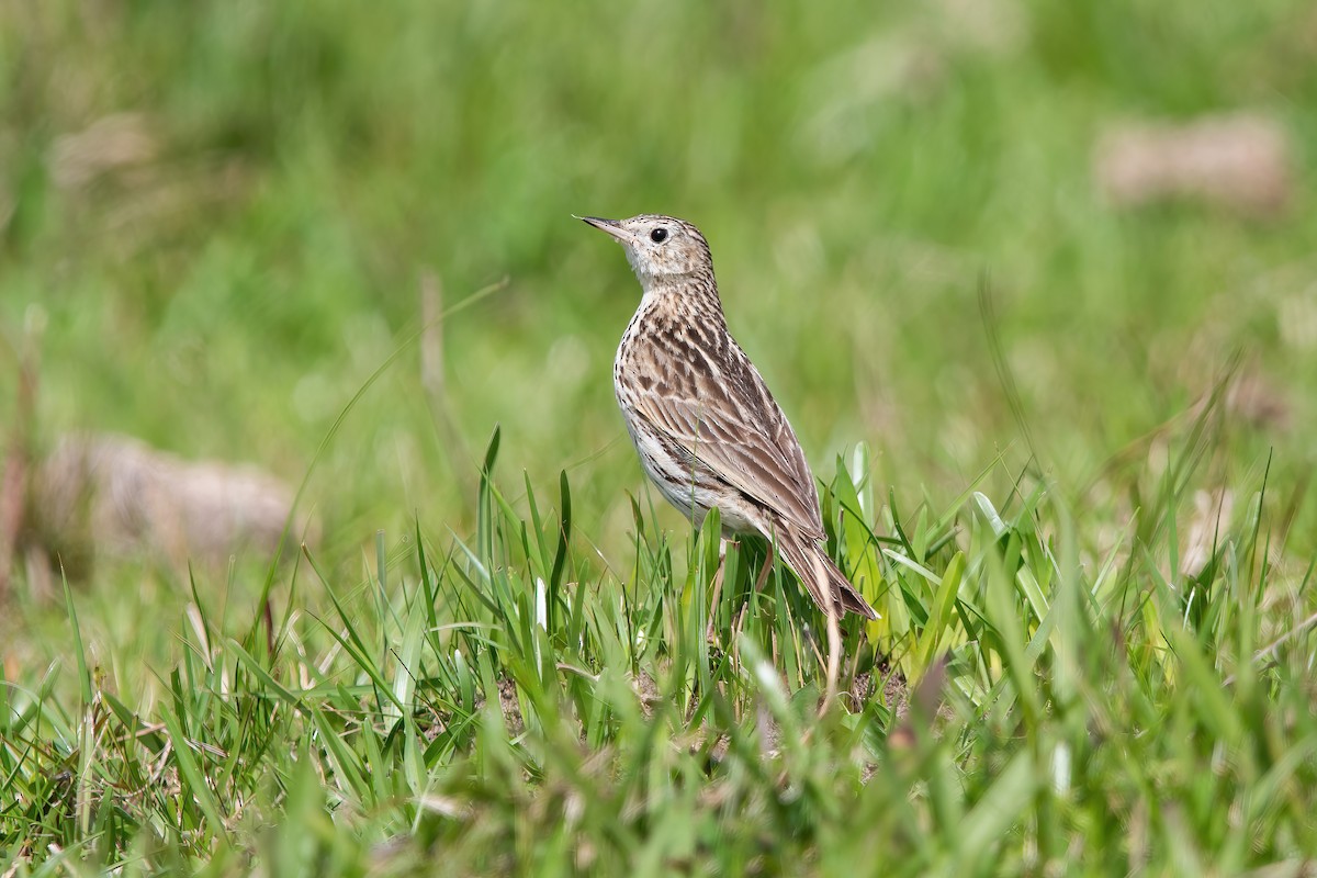 Hellmayr's Pipit - ML643908190