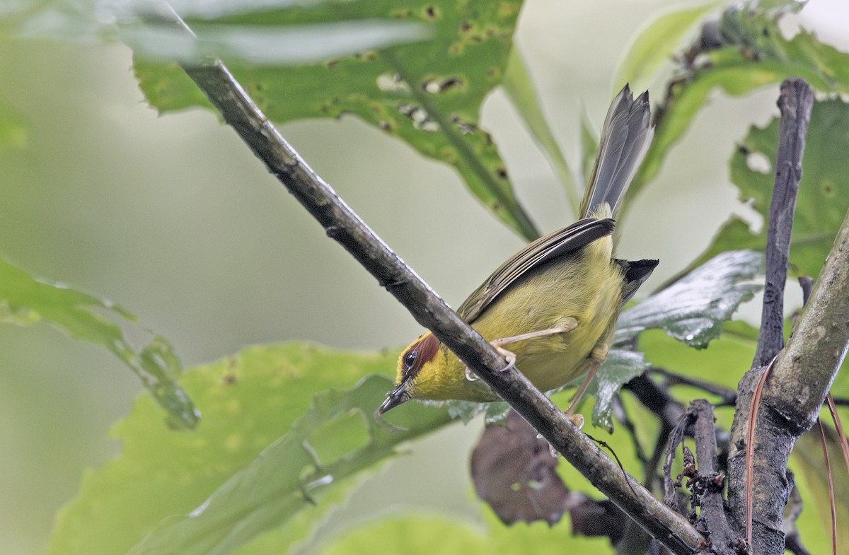 Reinita Cejidorada - ML643908194