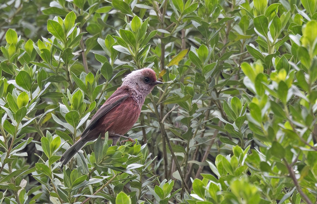 rosenparula - ML643908321