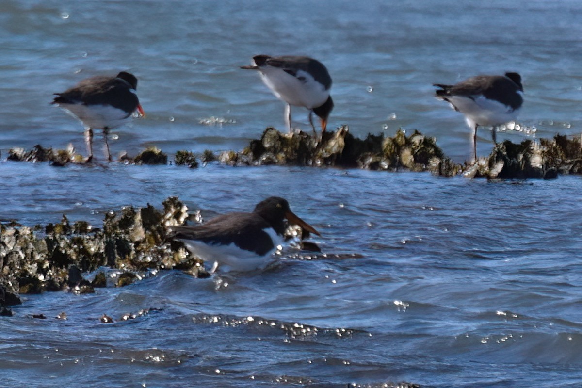 American Oystercatcher - ML643908322