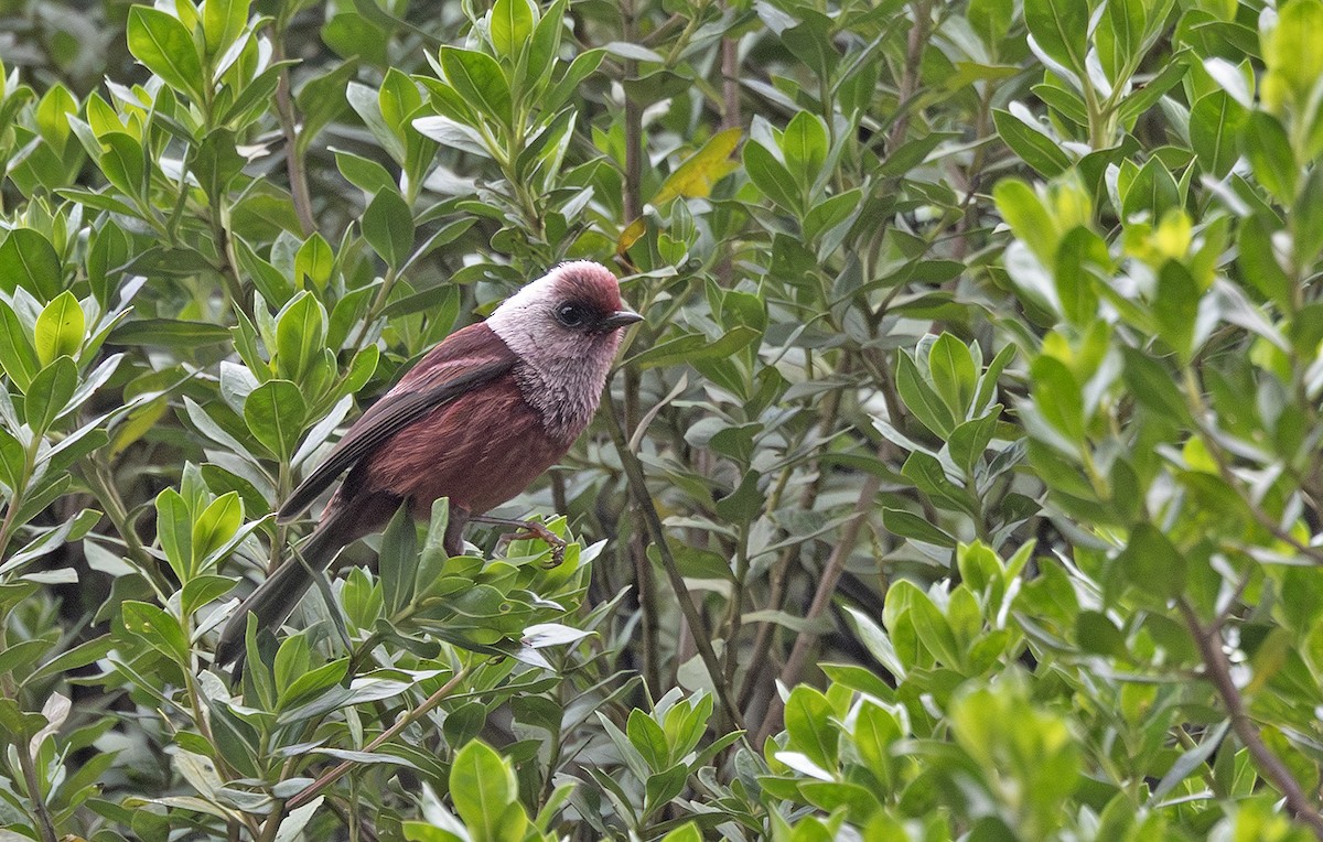 rosenparula - ML643908324