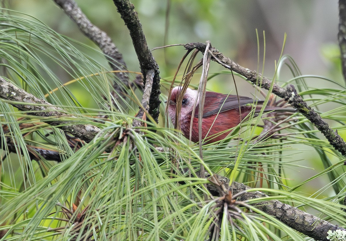 rosenparula - ML643908329