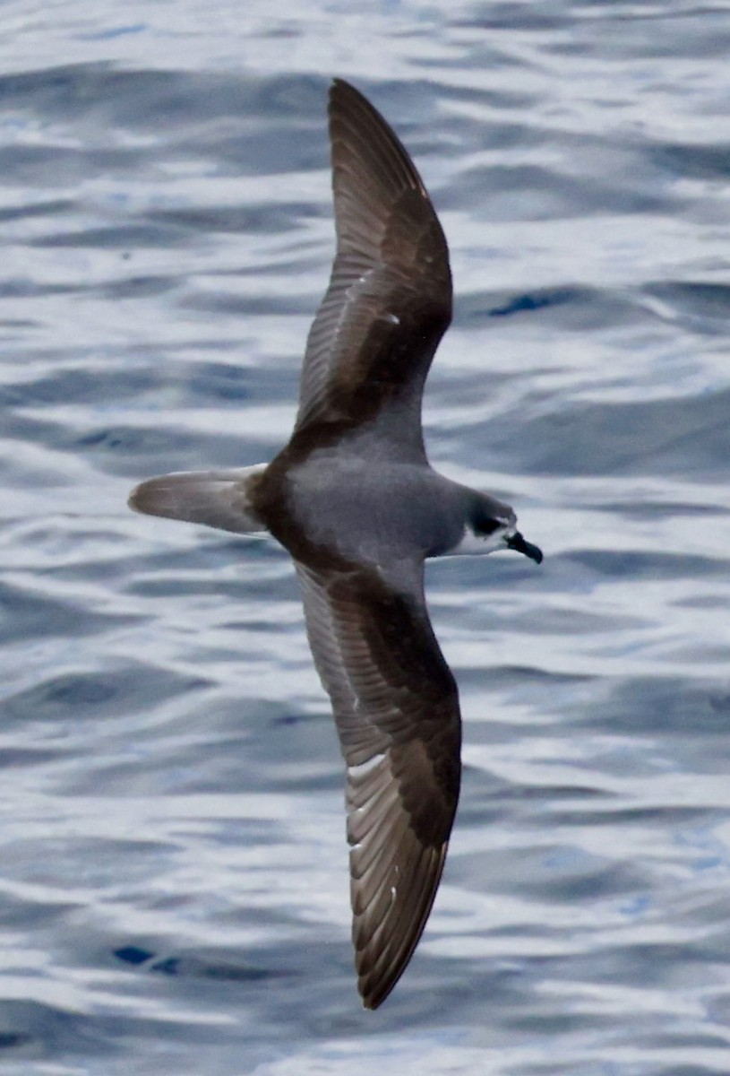 Şili Fırtınakuşu - ML643908337