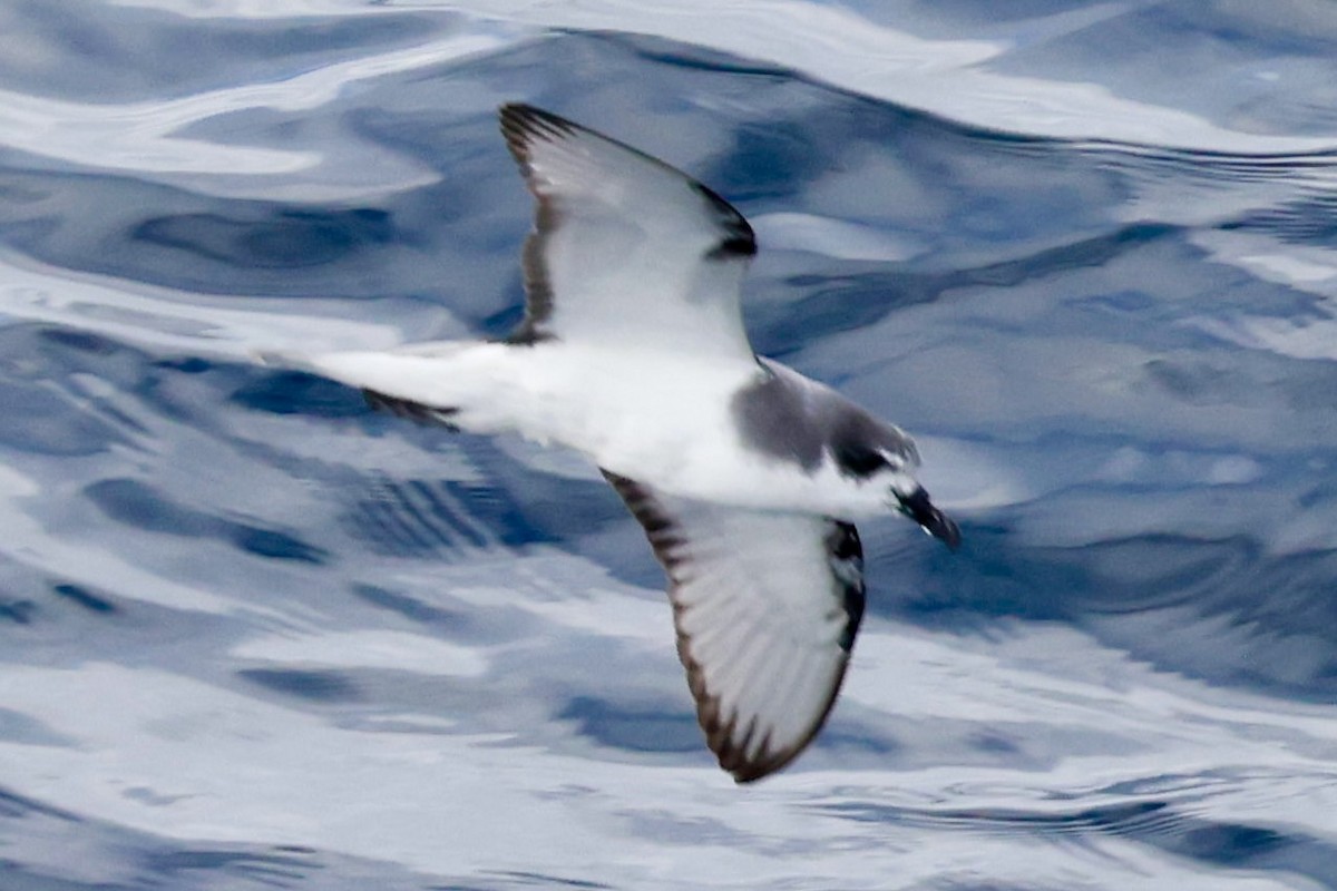 Şili Fırtınakuşu - ML643908338