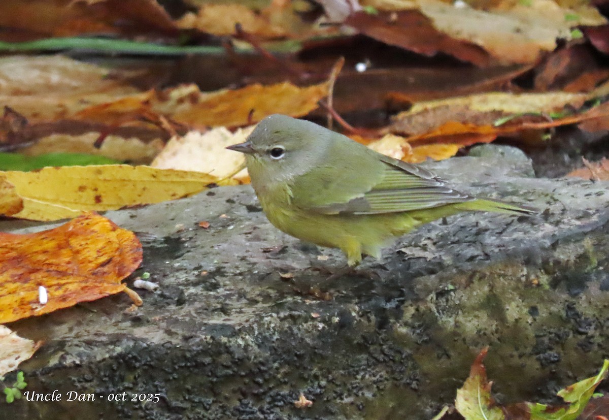 Orange-crowned Warbler - ML643908365