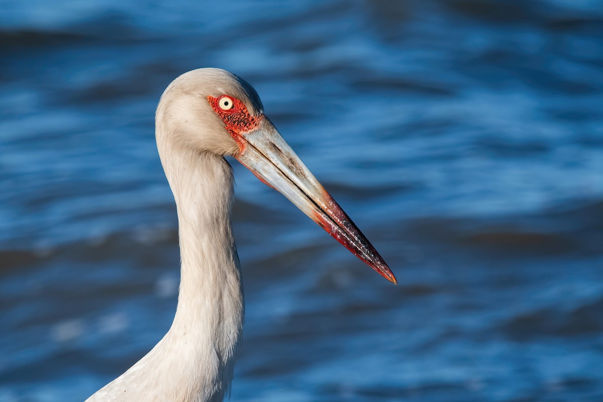 Maguari Stork - ML643908376