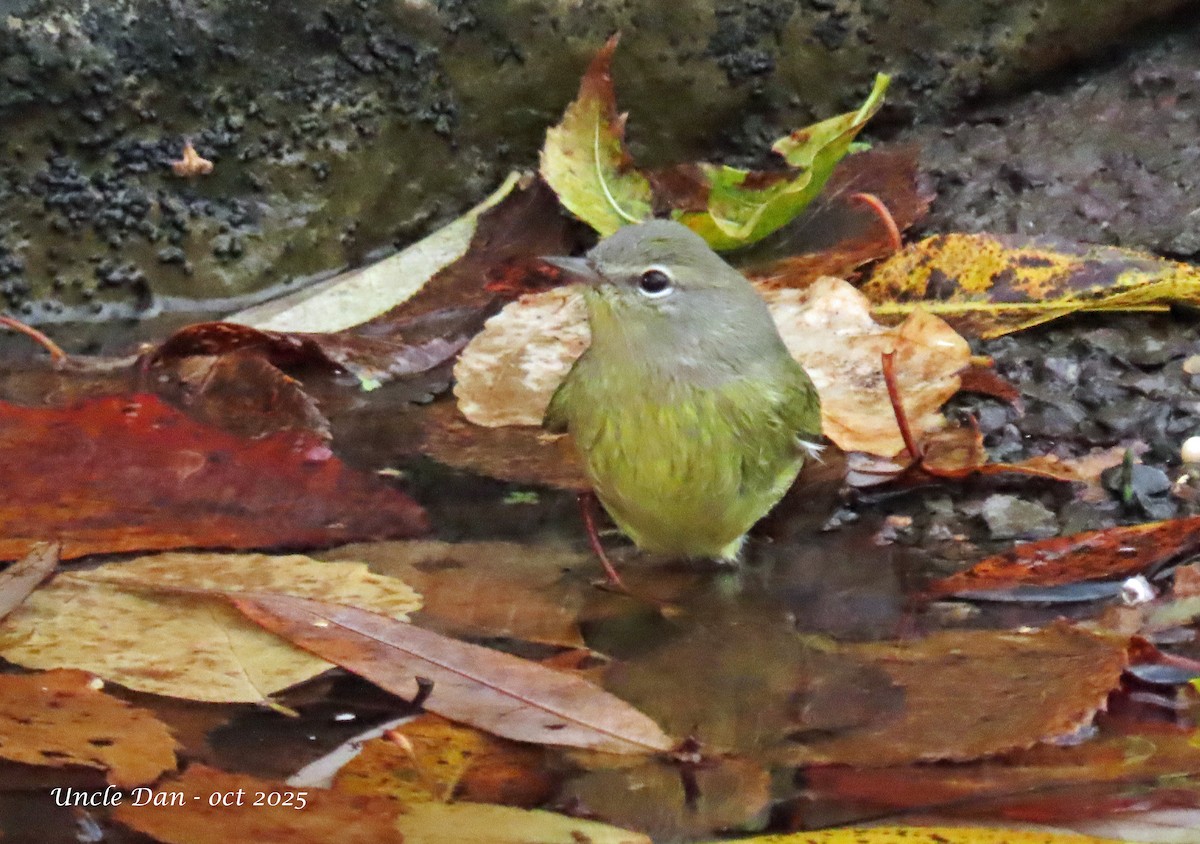 Orange-crowned Warbler - ML643908379