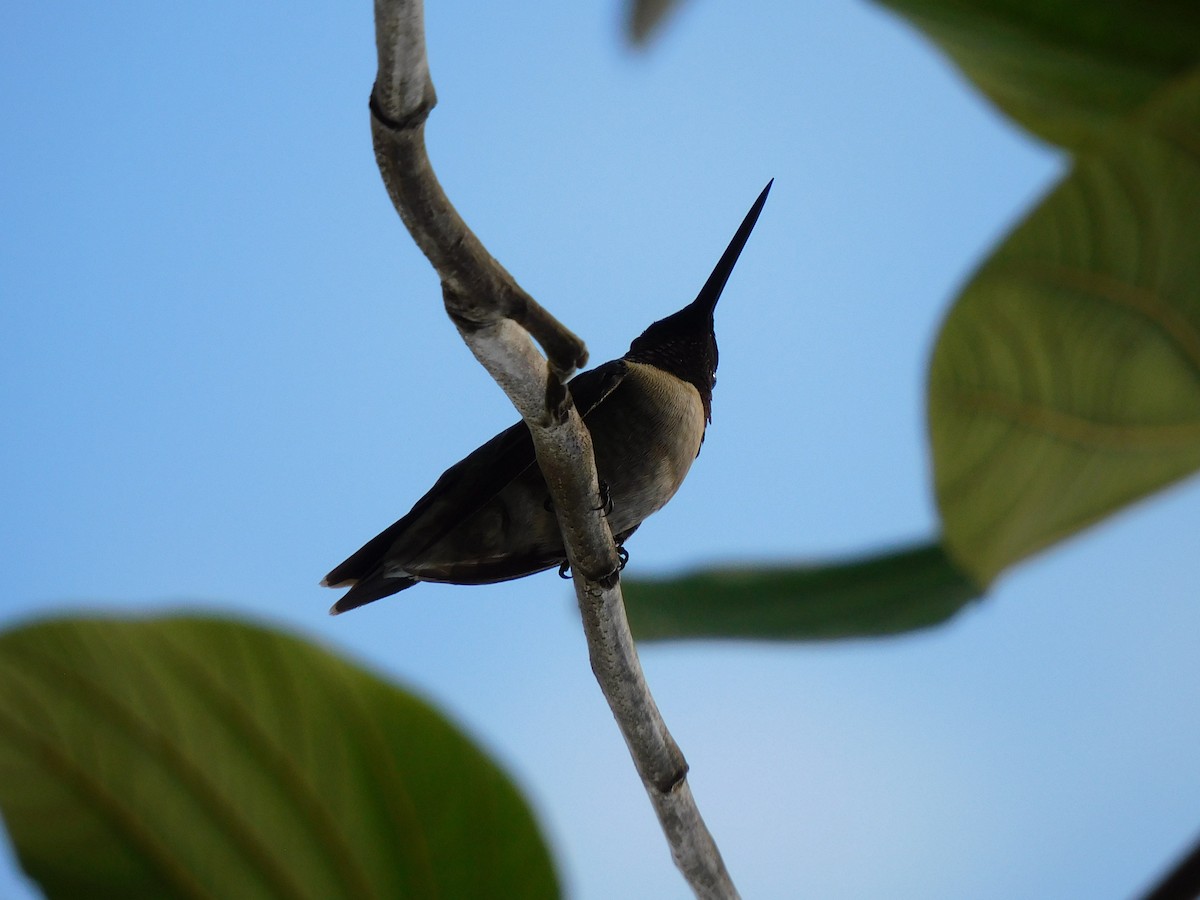 Colibri à gorge rubis - ML643908381