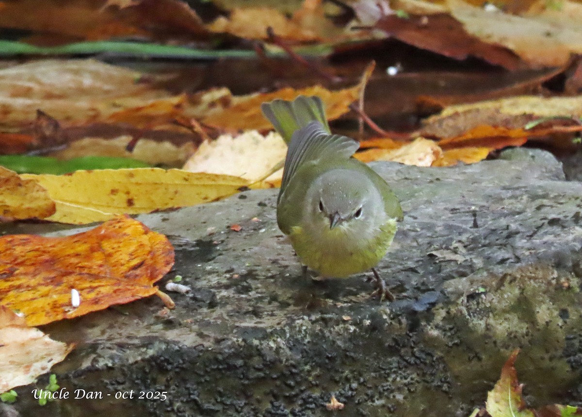 Orange-crowned Warbler - ML643908385